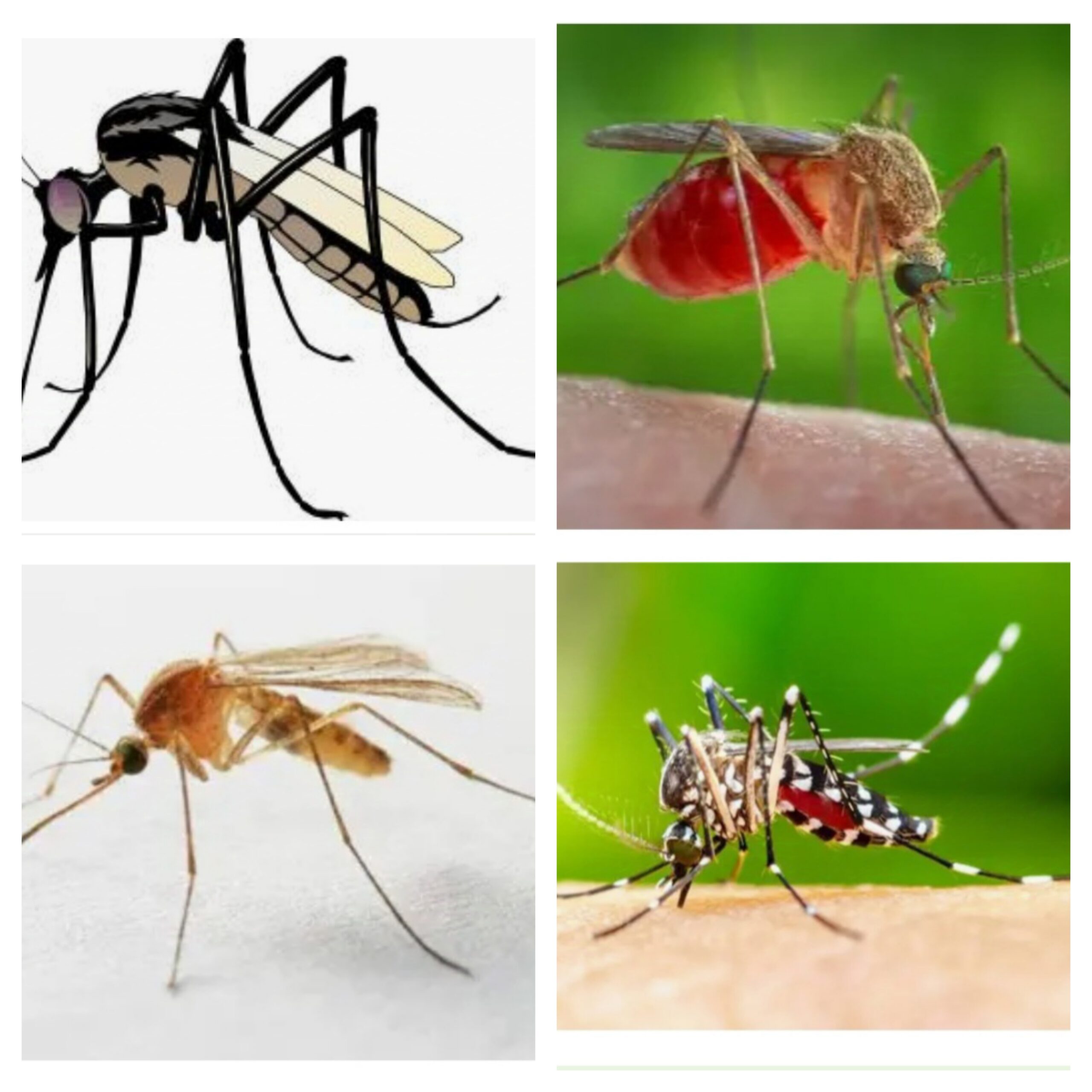Google’s Parent Company Proposes Releasing Millions of Bacteria-Infected Mosquitoes to Fight Disease.